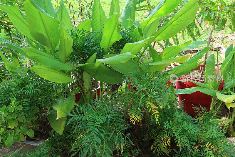 姜黄(Curcuma longa)的芽和叶生长在药草园/蔬菜园的花盆中